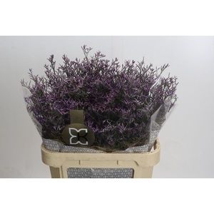 Limonium Safora Dark Blue