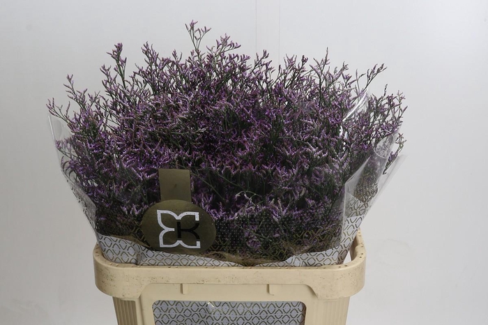 <h4>Limonium Safora Dark Blue</h4>