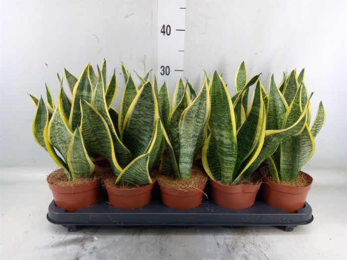 <h4>Sansevieria trifa. 'Futura Superba'</h4>