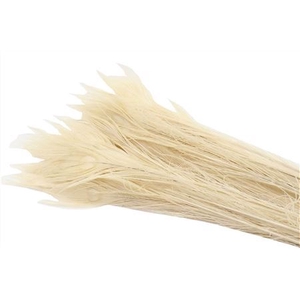 Feather Peacock Bleached White L85