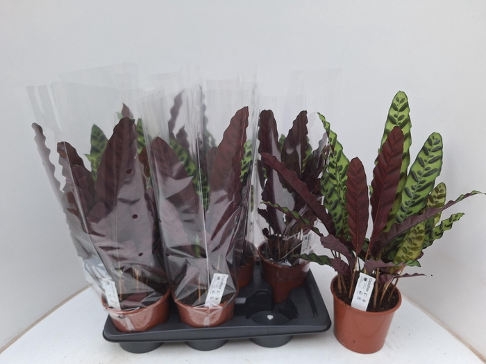 <h4>CALAT LANCIFOLIA</h4>