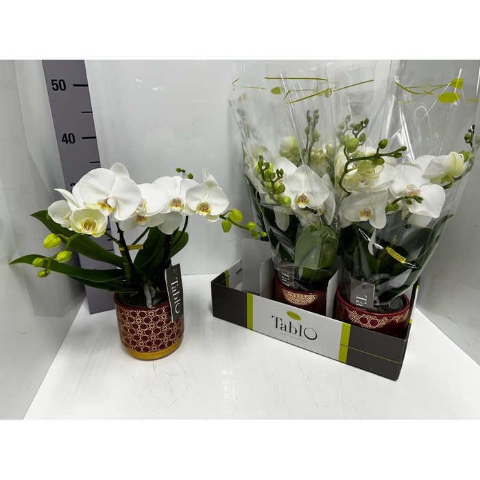 <h4>Phalaenopsis Tablo Champagne 12Ø 40cm 2st 25fl</h4>