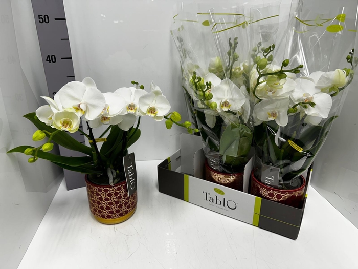 Phalaenopsis Tablo Champagne 12Ø 40cm 2st 25fl