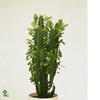 EUPHOR TRIGONA