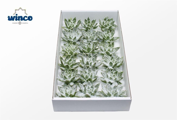 <h4>Echeveria White Snow Cutflower</h4>