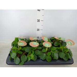 Pilea peperomioides