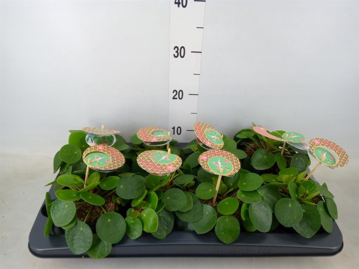 <h4>Pilea peperomioides</h4>