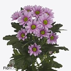 Chrys sp ballerina's pink