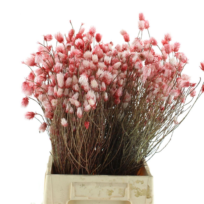 <h4>Kaaps Everlasting Red/white</h4>
