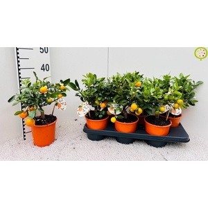 CITR MICROCARPA