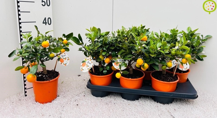 <h4>CITR MICROCARPA</h4>