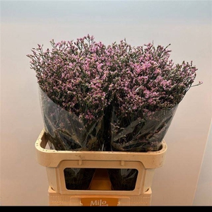 LIM SIN ANOUCHKA DIA