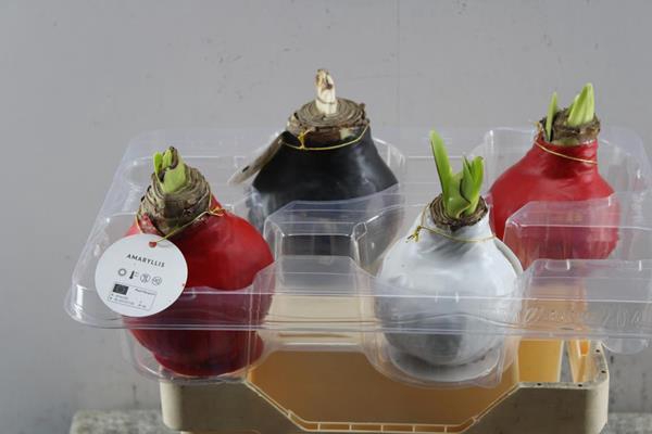 <h4>Bloembol Hippea Wax Mix X 4</h4>