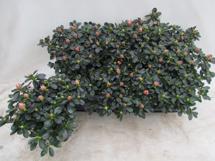 <h4>RHODO SI C MATTELIN</h4>