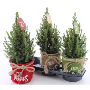 PICEA GL PERFECTA