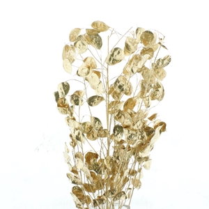 SNIJBLOEMEN KLB H%