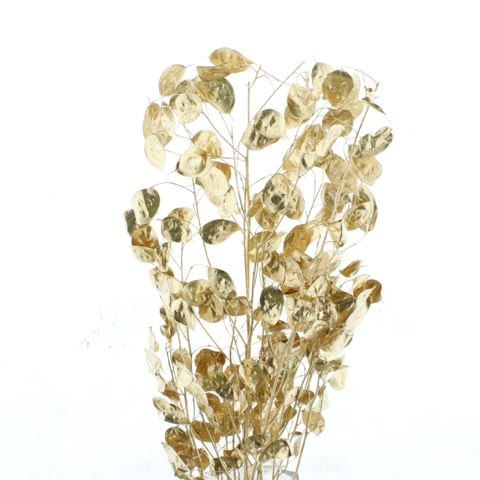 <h4>SNIJBLOEMEN KLB H%</h4>