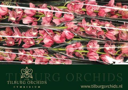 <h4>Cymb T Monica</h4>