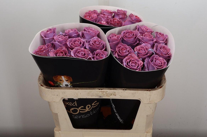 <h4>Wax-Rozen Wax Classic Lavender</h4>