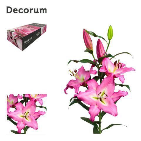 <h4>LI ALBARETO 5+ Medium Decorum box</h4>