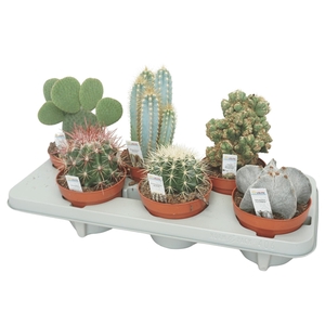 Cactus mix 13 cm met foto etiket