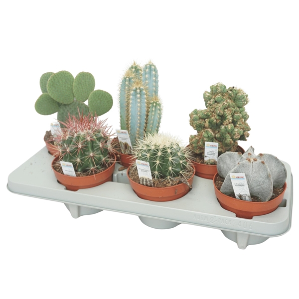 <h4>Cactus mix 13 cm met foto etiket</h4>