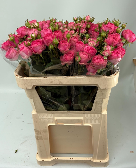 <h4>R TR GISELLE!</h4>