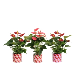 Anthurium red&pink mix in Lonneke ceramics