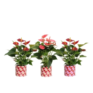 Anthurium 12 cm Red & Pink mix in Lonneke ceramics