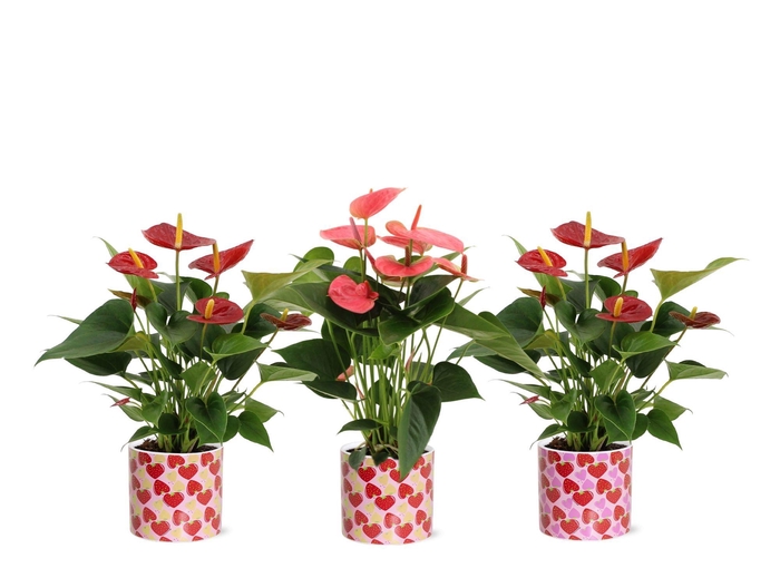 <h4>Anthurium 12 cm Red & Pink mix in Lonneke ceramics</h4>