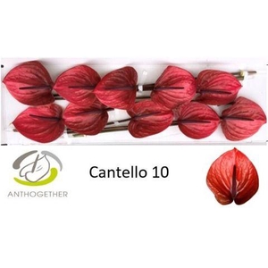 Anthurium Cantello