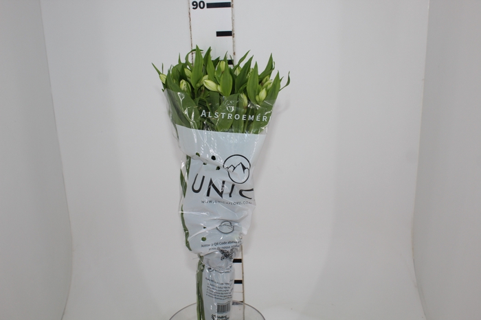 <h4>ALSTROEMERIA AVALANGE 080 CM</h4>