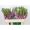 Antirrhinum Potomac Lavender