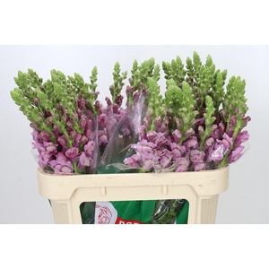 Antirrhinum Potomac Lavender
