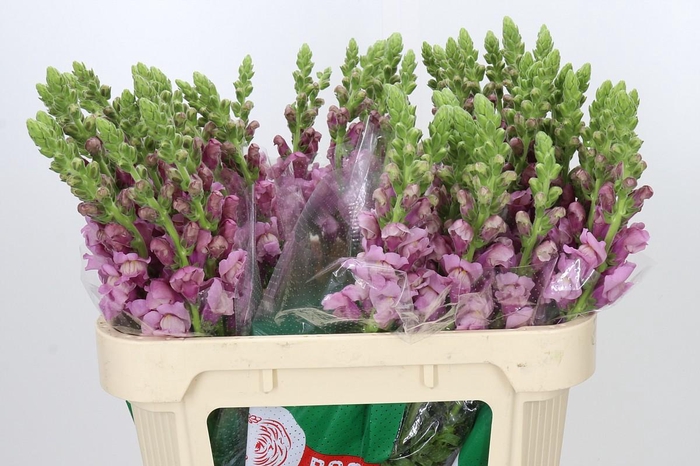 <h4>Antirrhinum Potomac Lavender</h4>
