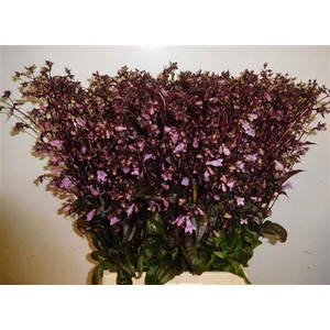 Penstemon Overig
