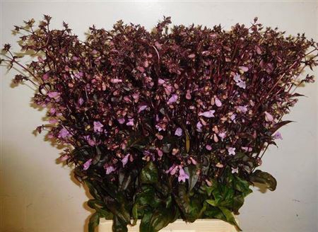 <h4>Penstemon Overig</h4>