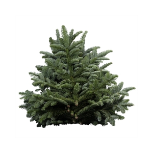 NOBILIS BLAU P KILO 5kg