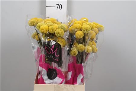 <h4>Craspedia glob. 'Paintball Pop'</h4>