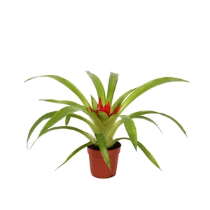 7 cm Guzmania Tempo