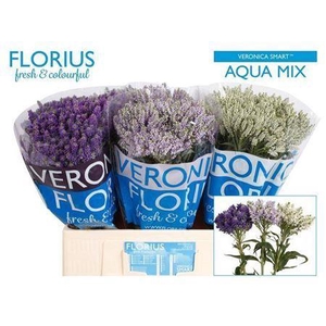 Veronica Smart Aqua Mixed