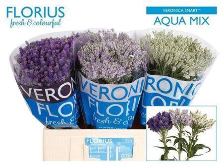 <h4>Veronica Smart Aqua Mixed</h4>