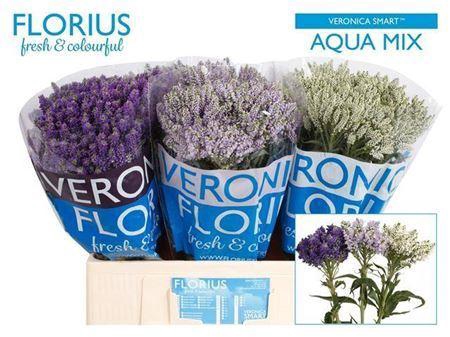 <h4>Veronica Smart Aqua Mixed</h4>
