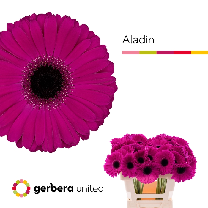 <h4>Gerbera Aladin Water x40</h4>