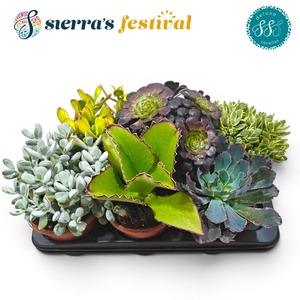 Festival® - Succulent Mix (Deluxe)