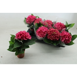 .Hydrangea high ocean