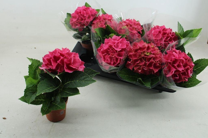 <h4>.Hydrangea high ocean</h4>