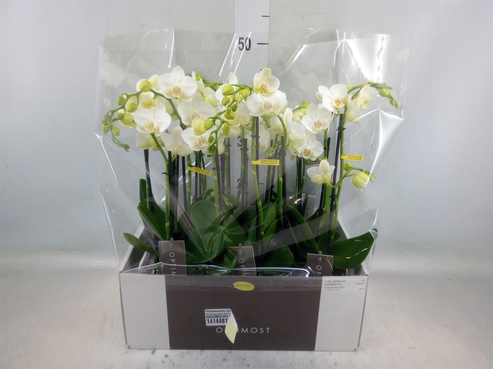 <h4>Phalaenopsis multi. 'Starrion'</h4>