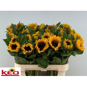 HELIANTHUS AN. 'SUNRICH ORANGE'