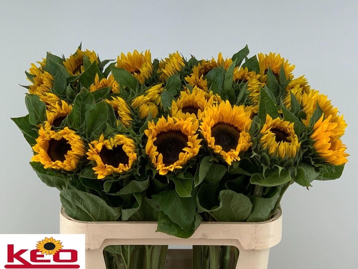 <h4>HELIANTHUS AN. 'SUNRICH ORANGE'</h4>